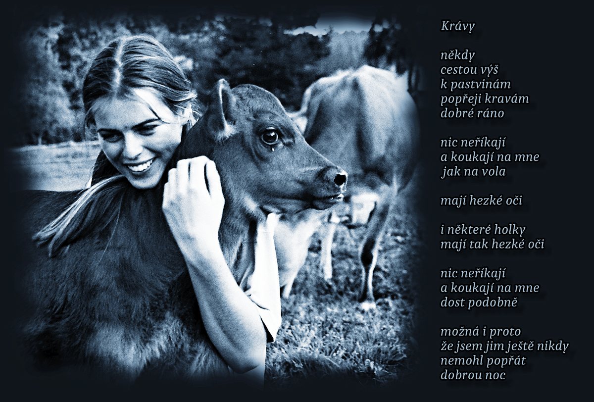 2012-kravy.jpg - Krávy (2012) - taková kravina z léta