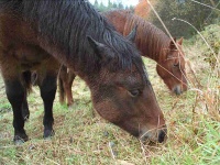 Samoty