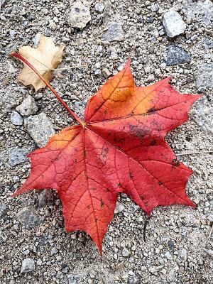 2025-09-30-145345-MD